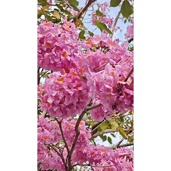 Purple Trumpet Tree Liners